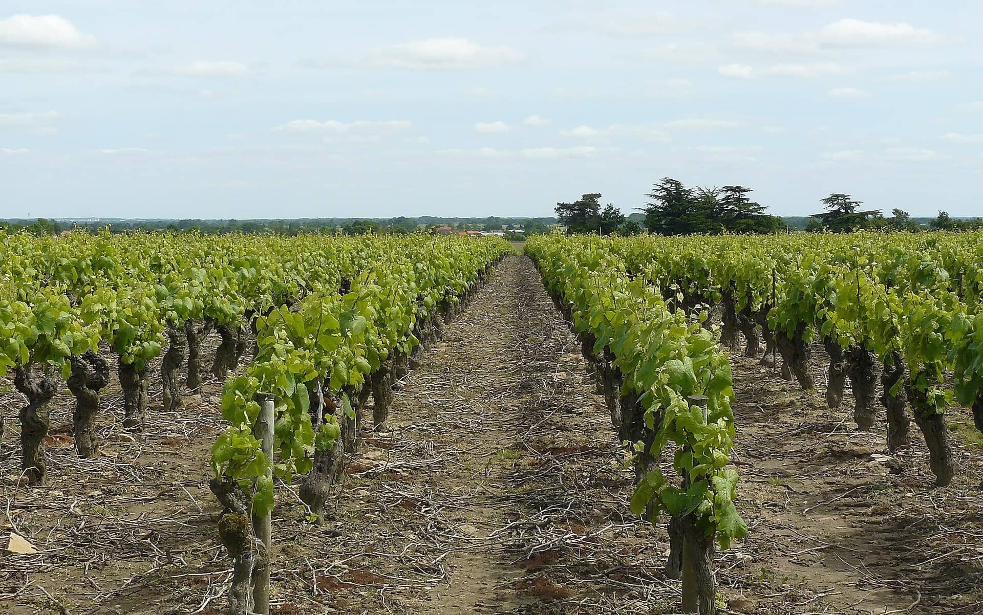 Photo métier — domaine viticole