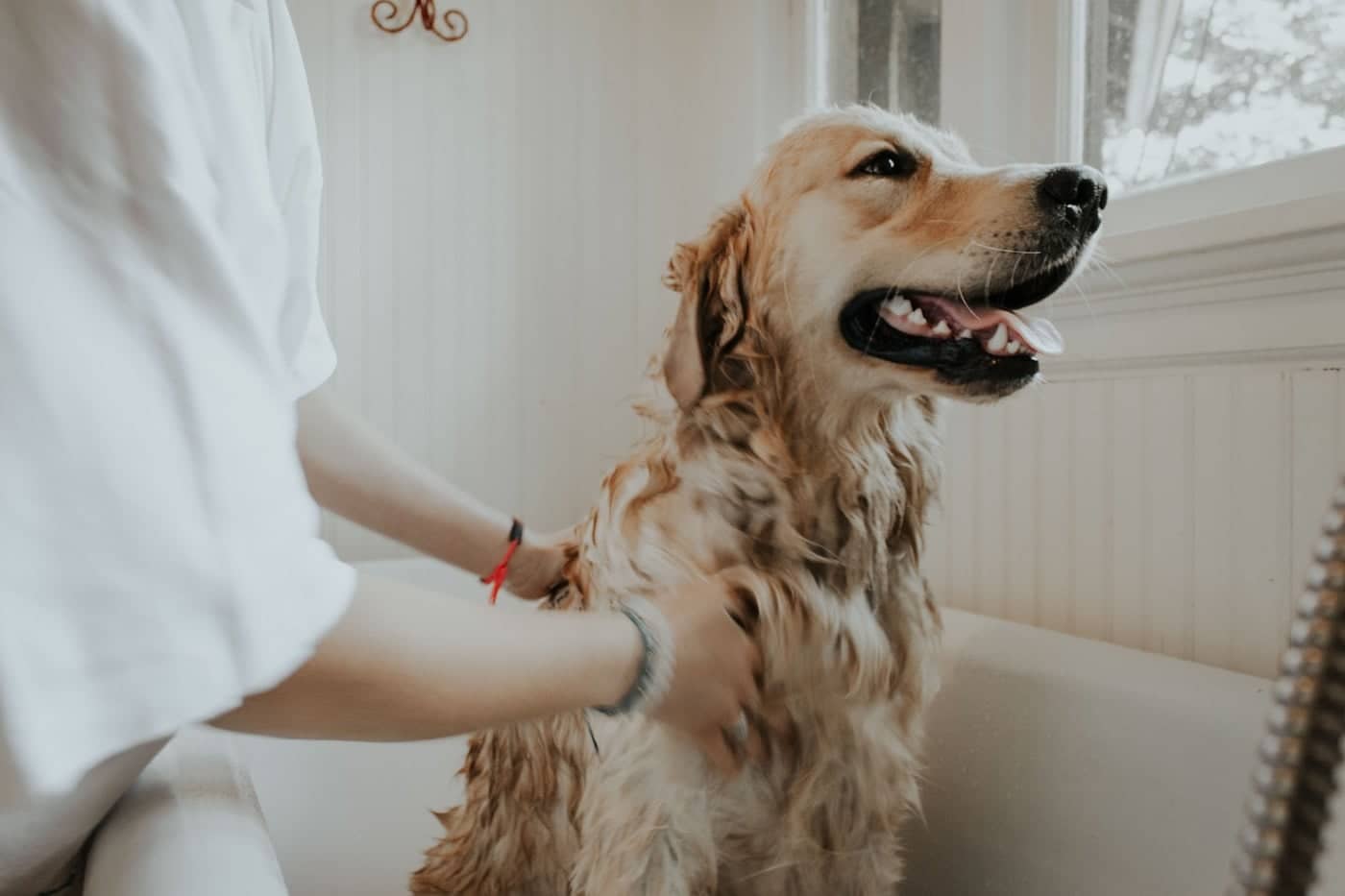 Photo métier — toiletteur canin