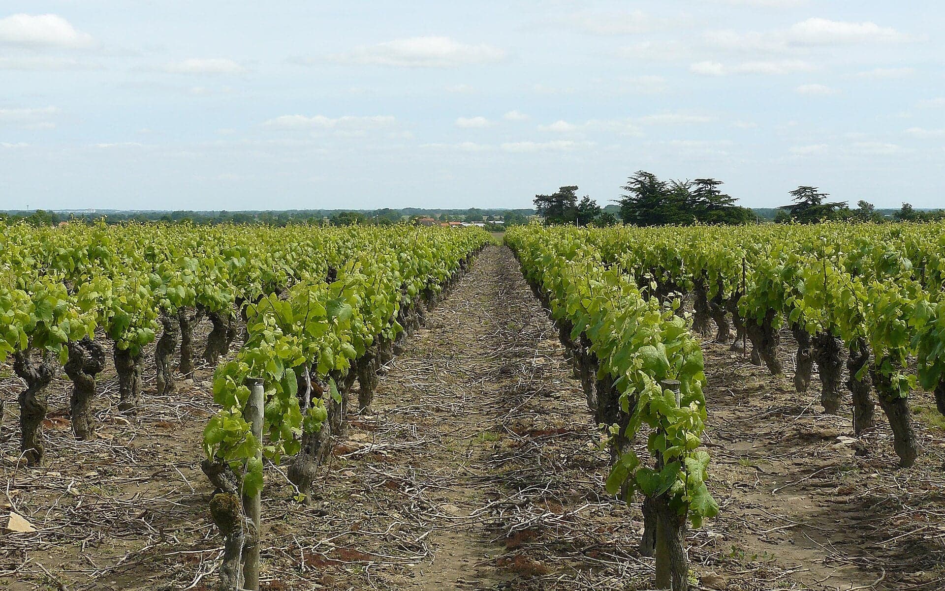 Photo métier — domaine viticole