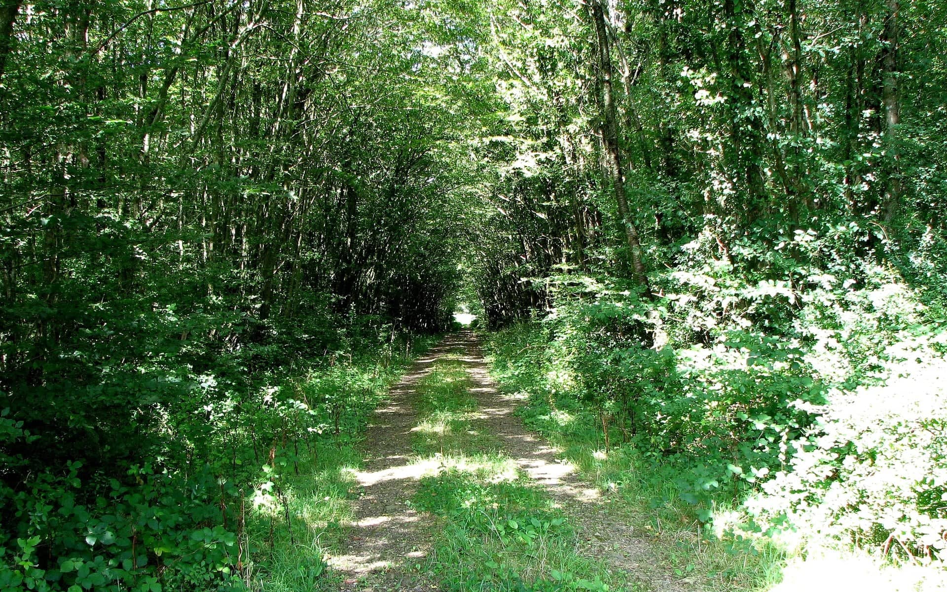 Photo de Maisdon-sur-Sèvre (Loire-Atlantique)
