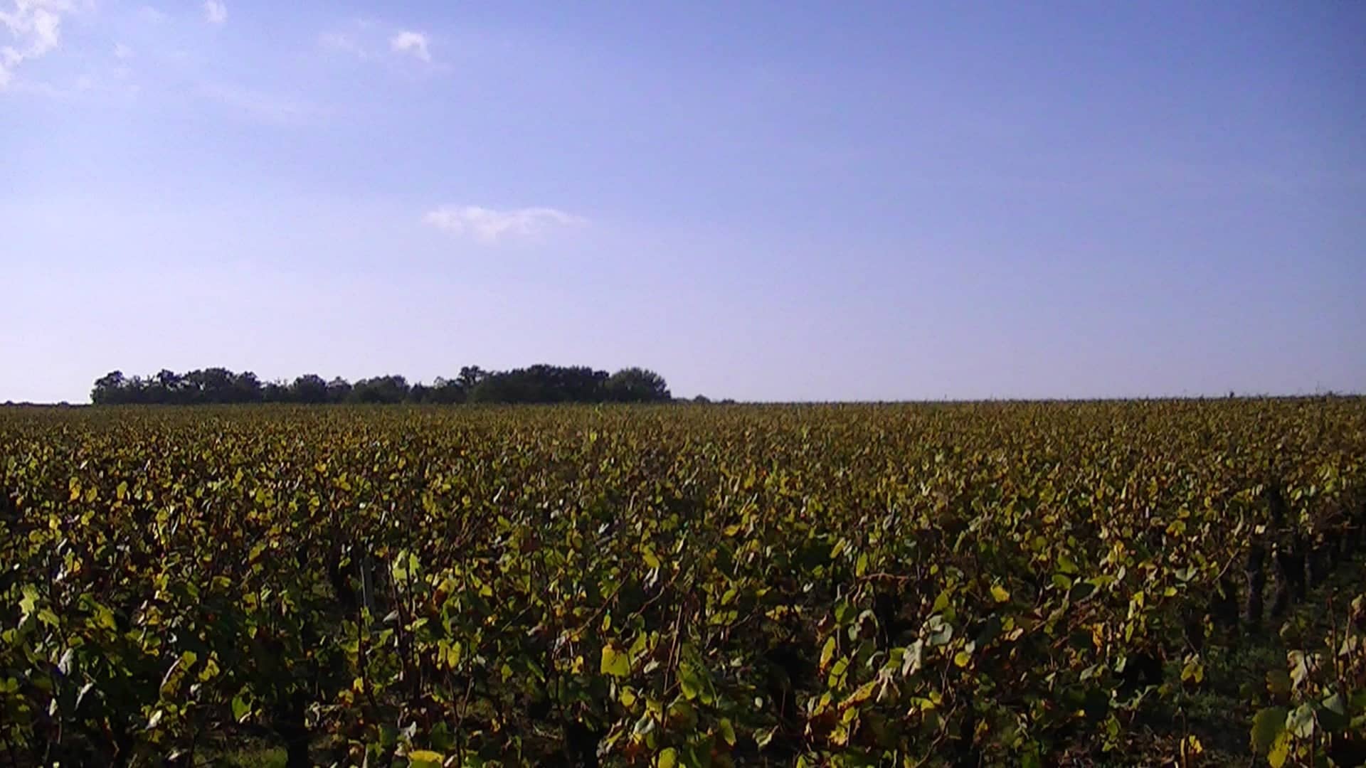 Photo de Monnières (Loire-Atlantique)