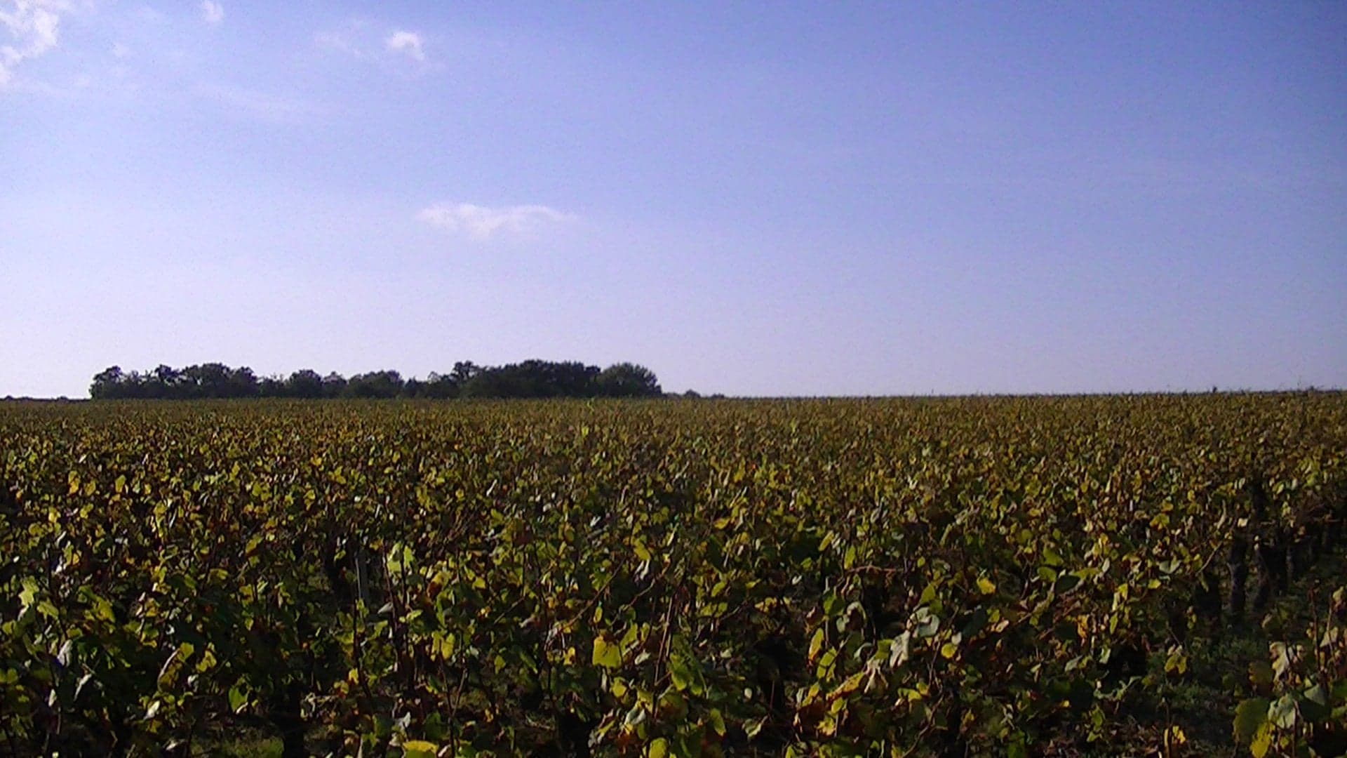 Photo de Monnières (Loire-Atlantique)