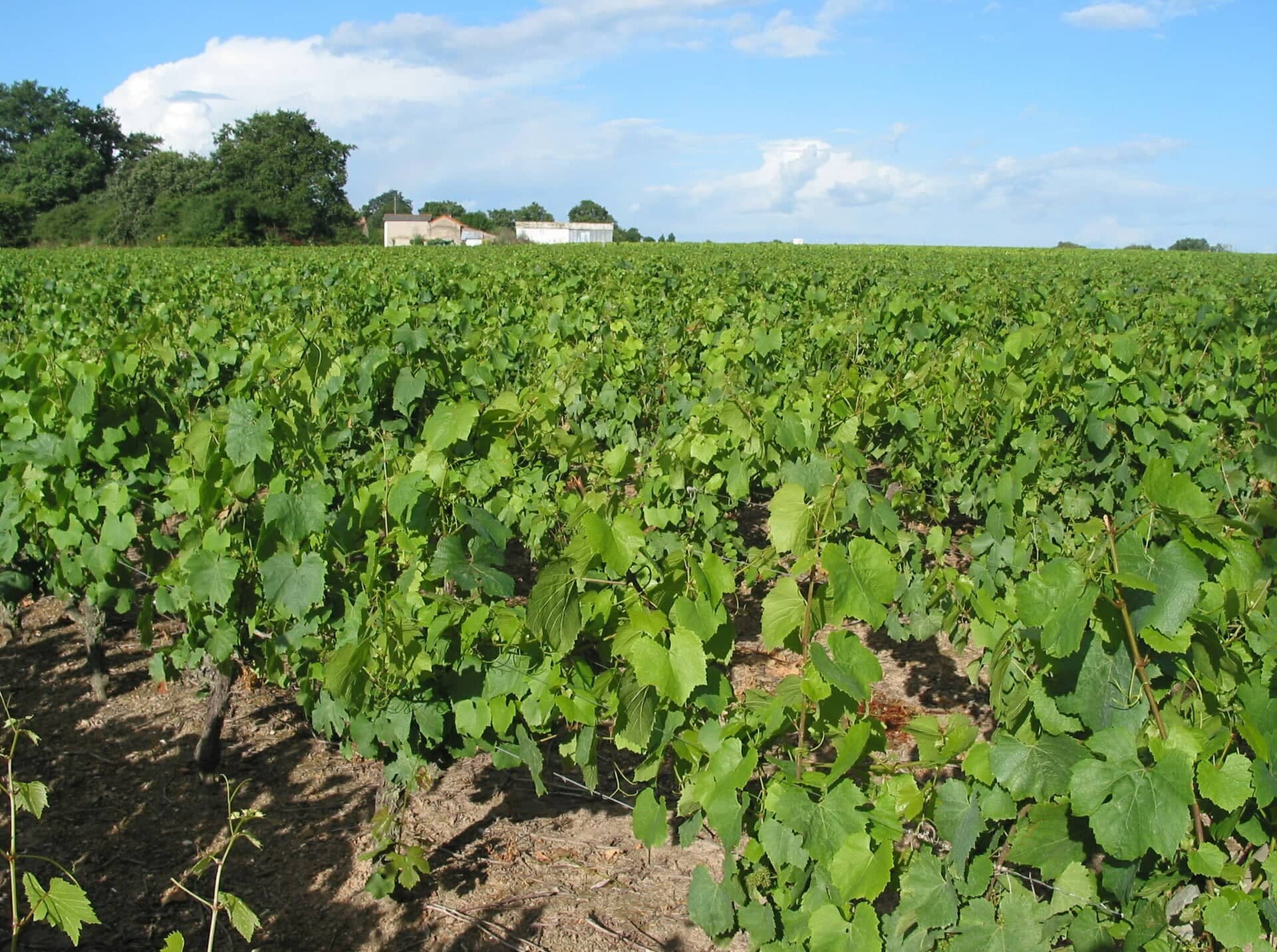 Photo du territoire — Vignoble nantais